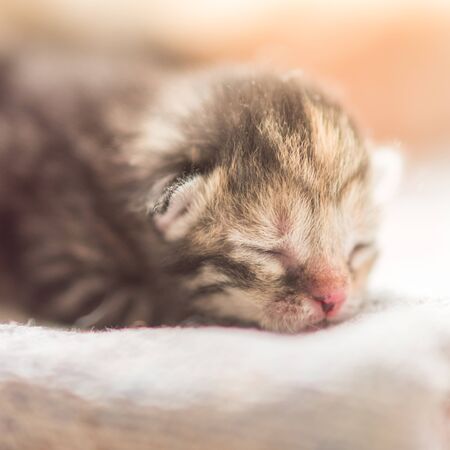 Cute newborn kitten sleep, closeup faceの写真素材