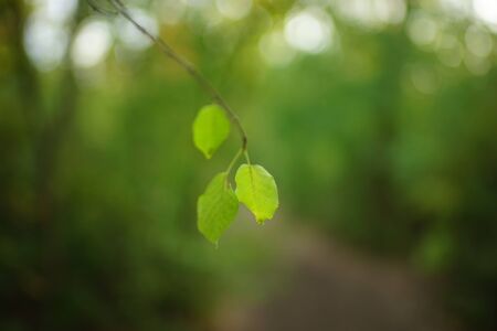 small green leaves on the tree branch in autumn forest