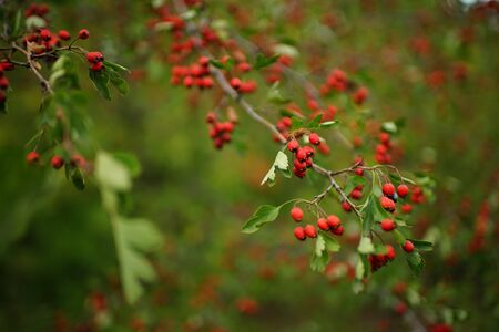 branches with red berries and green leaves of hawthornの写真素材