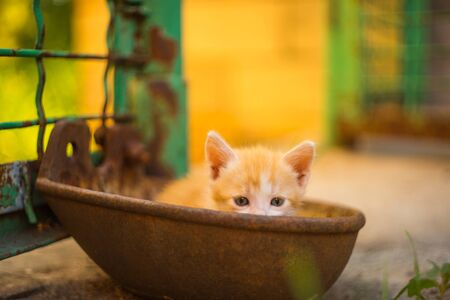 portrait of a cute ginger kitten sitting in a rusty bowl, rural summer yard.の写真素材