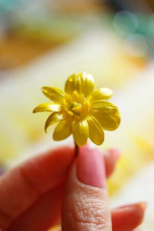 small yellow flower with drops on the petals in female fingers, macro photo, selective focusの写真素材