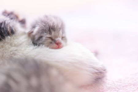 Cute newborn kitten sleeping, baby animals sleep, fifth day of life, closeup face portrait with copy...