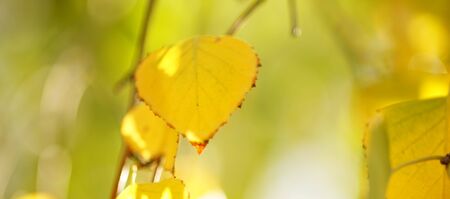 Birch tree leaves on the branches in autumn garden at sunny day, selective focus, natural background