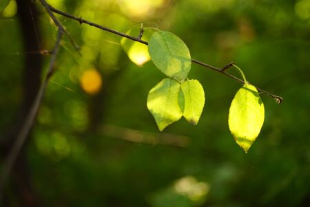 green leaves on a tree branch, spider web and sunlight, soft selective focus.