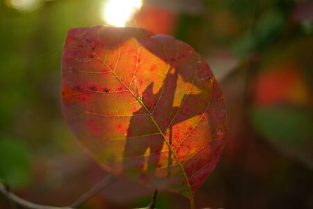 burgundy leaf on a tree branch lit through by sunlight, macro photo, soft selective focus.の写真素材