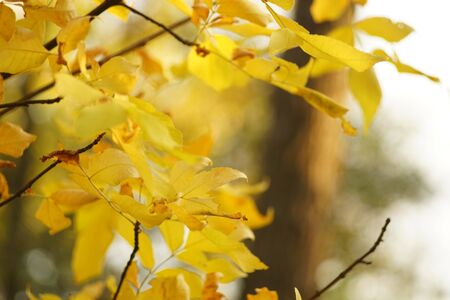 tree with yellow foliage in the autumn forest.