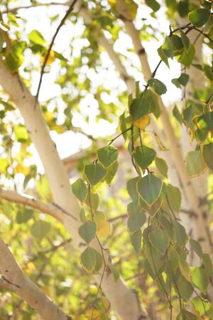 Green and yellow birch tree leaves on the branches. Autumn garden at sunny day. Selective focus.の写真素材