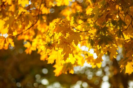 Yellow leaves on a tree. Golden maple leaves on a blurred background. Autumn park. Blurred.の写真素材