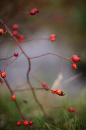 Rosehip bush with red berries closeup. Selective focus. Blurred background.