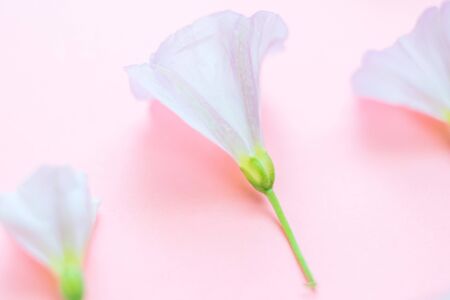 small tender flowers in rows on the pink paper, extreme soft selective focus.の写真素材