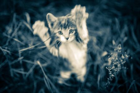Cat attack. The attacking kitten. Rabies pets Blurredの写真素材
