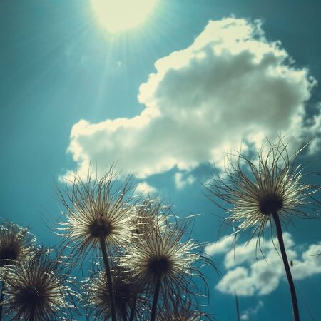 White fluffy wildflowers against the blue sky with white clouds. Sunny summer dayの写真素材