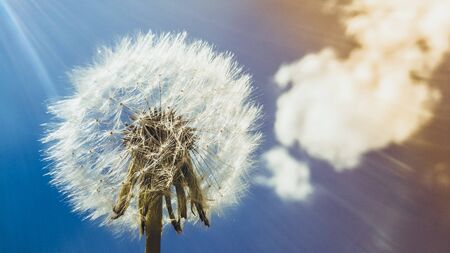 white fluffy dandelion against the blue sky with cloudsの写真素材