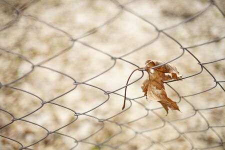 Old dry maple leaf in mesh fence. Selective focus. Autumn moodの写真素材