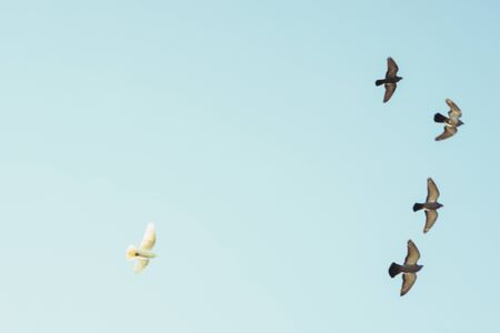Five pigeon birds fly in the blue sky. Four grays fly in the front row and one white bird follows...
