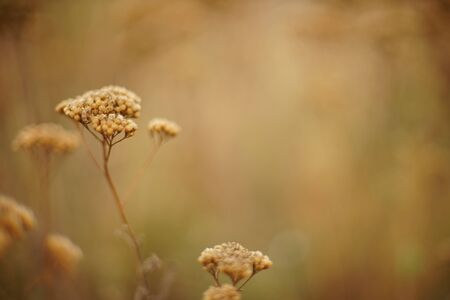 brown dry wildflowers grow in the autumn field