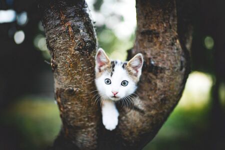 Funny white kitten sits on a tree. Portrait of an domestic catの写真素材