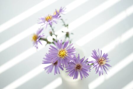 delicate little purple flower in a vase on white table with light and shadowsの写真素材