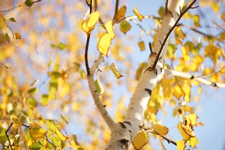 birch with yellow autumn leaves on blue sky background, sunny day.の写真素材