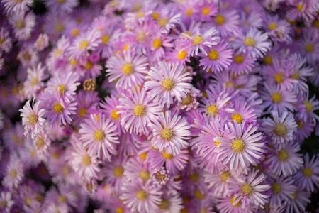 Purple chrysanthemum flowers bush closeup. Natural floral backgroundの写真素材