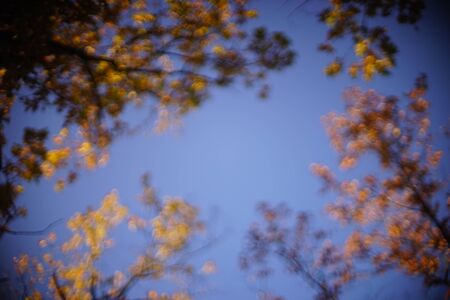 blurred background blue sky and autumn trees.
