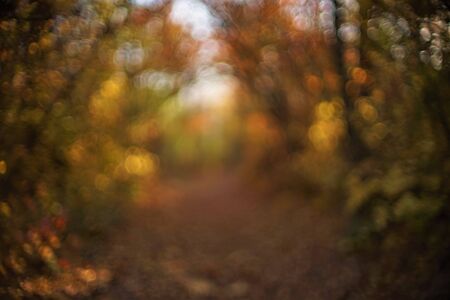 Magical sunny autumn forest with colorful abstract leaves, blurred backgroundの写真素材