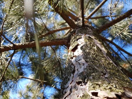 pine tree, trunk closeup with resin, view up through branches to the sky, sunny dayの写真素材