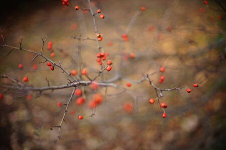 Hawthorn berries are tiny fruits that grow on trees and shrubsの写真素材