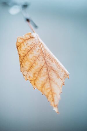 Blurred macro image of a yellow dry birch leaf on a branch in cloudy weatherの写真素材