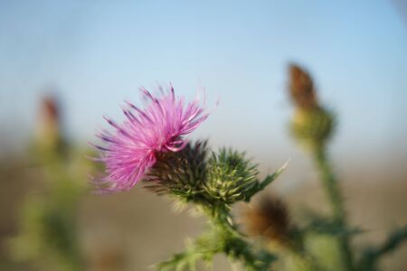 Wild polen flower in autumn blurred field at sunny sunsetの写真素材