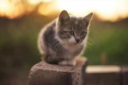Little kitten relaxed on the bricks in evening gardenの写真素材