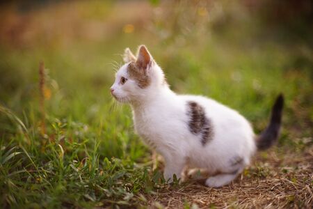 Spotted white kitten sits in the garden, cat hunterの写真素材