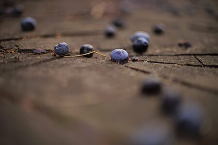 old wild plum fallen on a stone floorの写真素材
