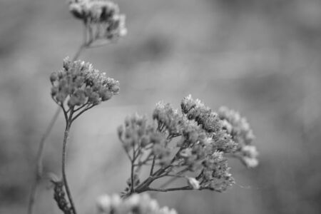 Dry wild flowers in autumn field background