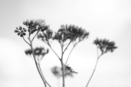 Dry autumn wild flowers in sky backgroundの写真素材
