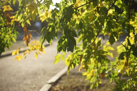 Green sunny leaves on a tree. Blurred background with road. Autumn park
