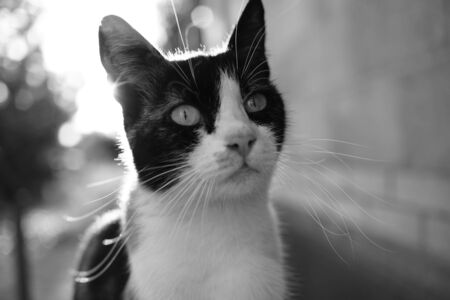 Tricolor cat sitting outdoor on the doorstep. Maneki neko kitty facial portrait. Black and white photoの写真素材