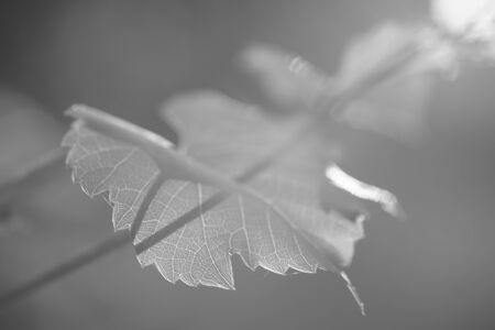 Grape leaf grow on the branch, sunset light. Bw photoの写真素材