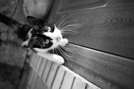 Tricolor cat on the doorstep wants to enter the house. Maneki neko kitty portrait with paws on the door. Black and white photoの写真素材