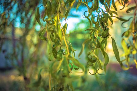 Weeping willow tree branches with green leaves in the sunny gardenの写真素材