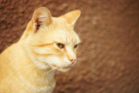 Portrait of a red cat on a stone wall background.の写真素材