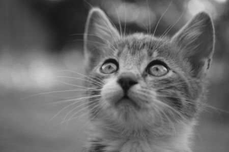 Lovely kitten looking up. Portrait of a cute cat. Black and white photoの写真素材