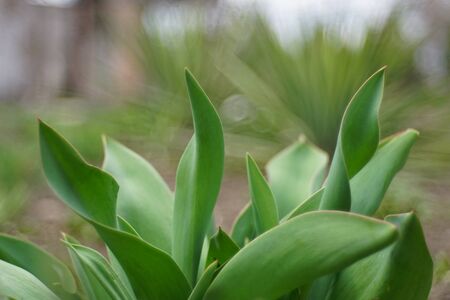 Green tulip leaves grow in spring garden.