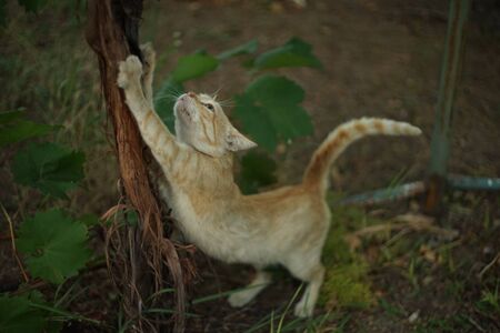 Ginger cat sharpens claws on a grape trunk.