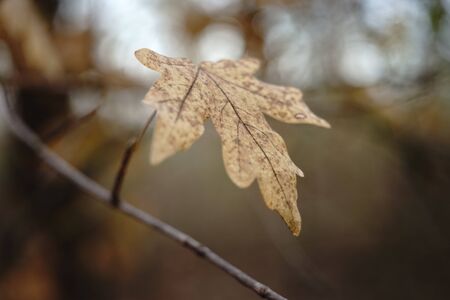 Old brown dry maple leaf on a tree branch. Autumn forest. Blurred natural background