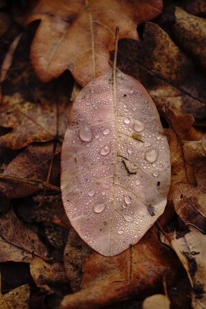 Drops of water on an autumn leaf. Autumn background. After the rain