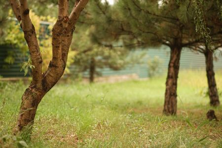 Spring garden with different trees on a cloudy dayの写真素材