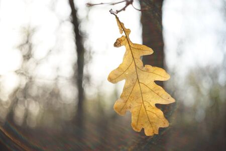 Brown autumn oak leaf on a branch in a sunny forestの写真素材
