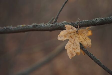 Brown autumn maple leaf on a branch in forest.の写真素材