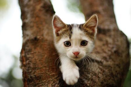 Funny white kitten play on a tree. Portrait of an cute domestic catの写真素材